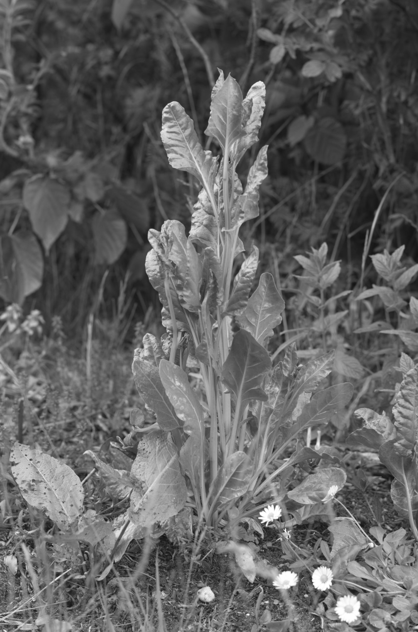 20210602  Gruen(t)raumHeimfeld 007